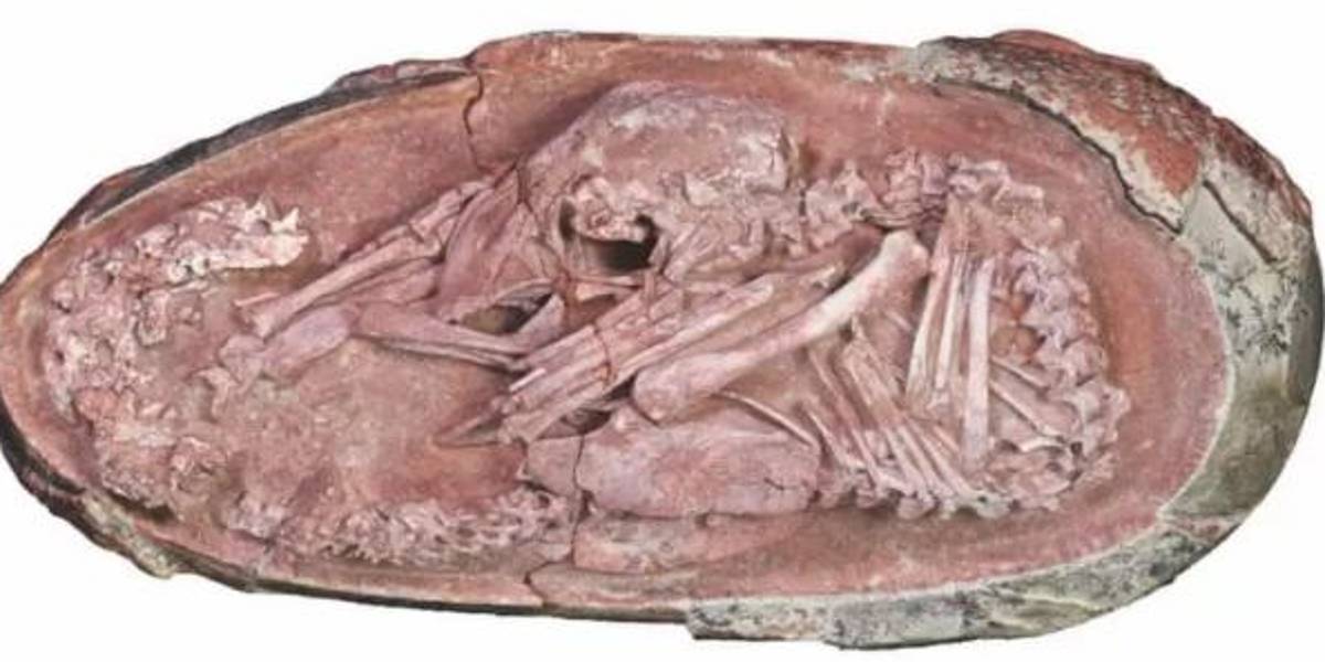 Hallan en China un embrión de dinosaurio perfectamente preservado