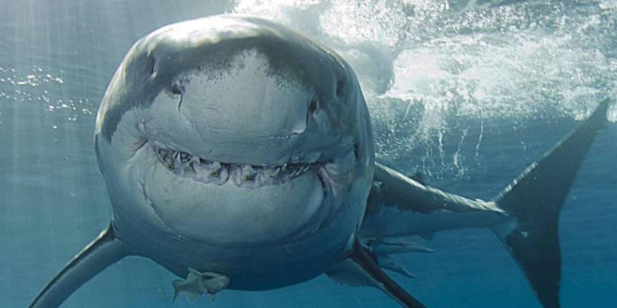 ¿Tiburones adictos a la cocaína?, su comportamiento levanta sospechas en Florida, Estados Unidos