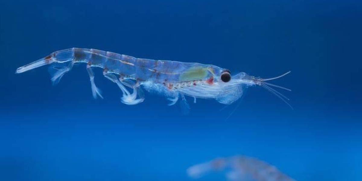 UE, Ecuador y otros 25 países acuerdan fomentar la pesca sostenible del krill en Antártida