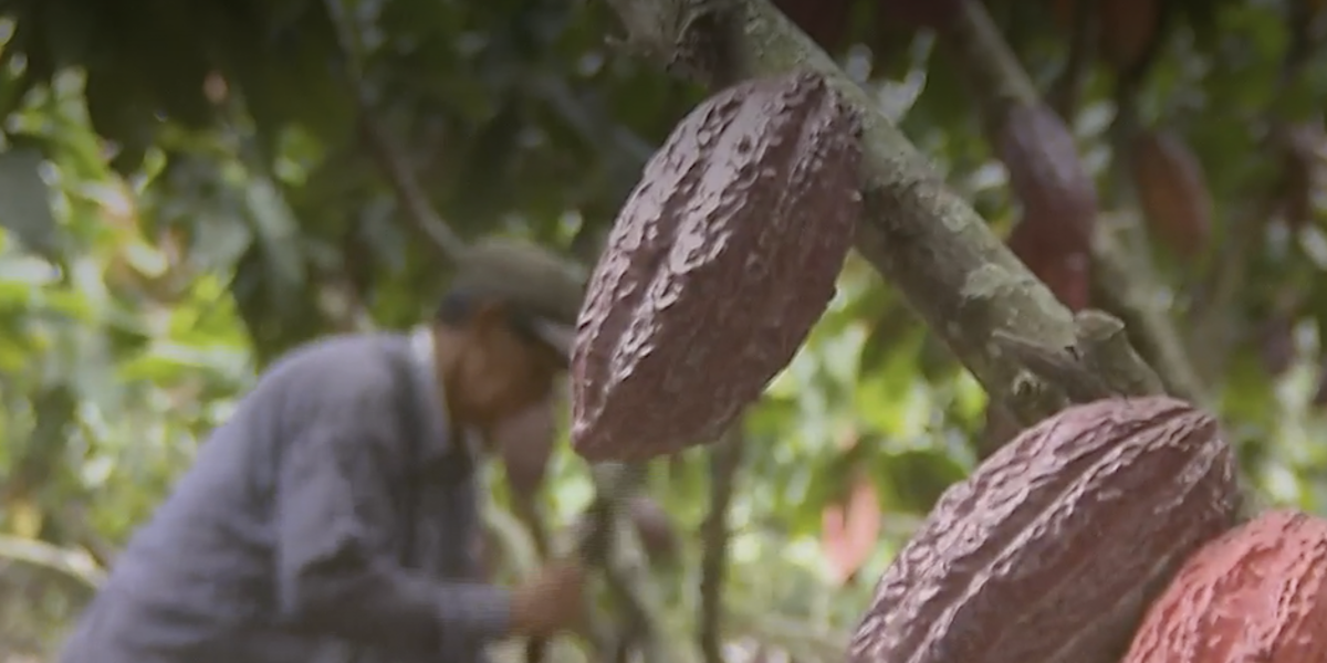 Ministra anuncia censo agrícola para conocer realidad del sector