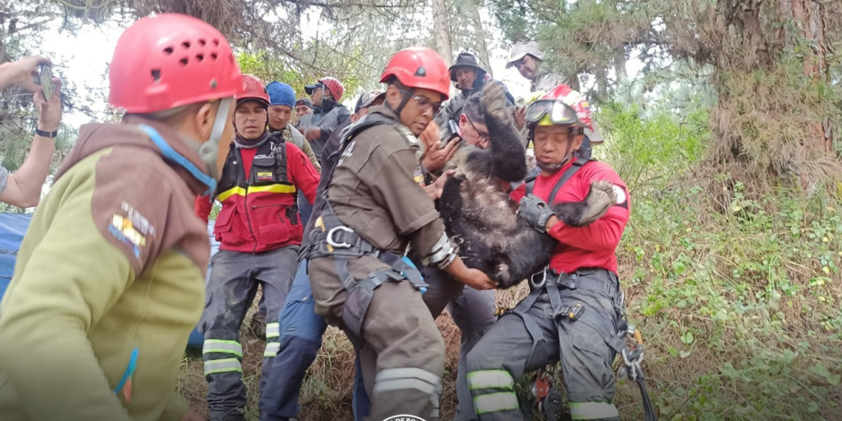 Bomberos rescataron a dos osos atrapados entre los árboles, en Imbabura