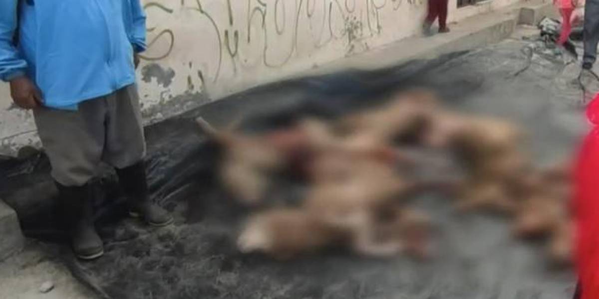 Alarma en Cotopaxi por la aparición de 1.200 ovejas muertas