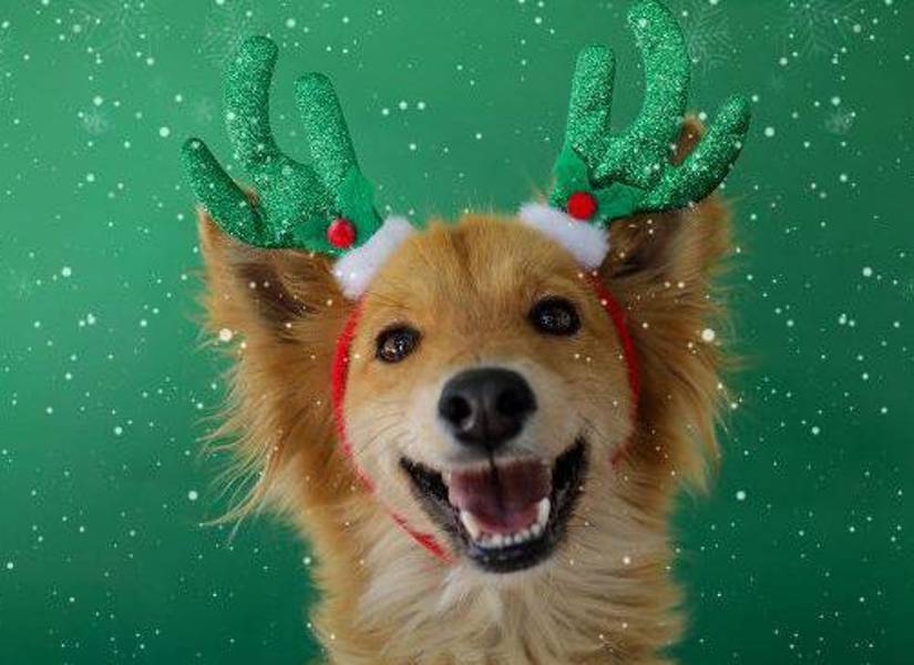 Imagen de uno de los perros de la Unidad de Bienestar Animal del Municipio de Quito.