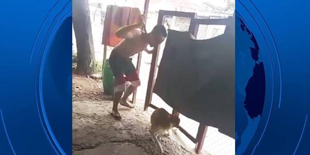 Por qué la Fiscalía no inició un proceso por maltrato animal contra el sujeto que apuñaló a una perra en Guayaquil