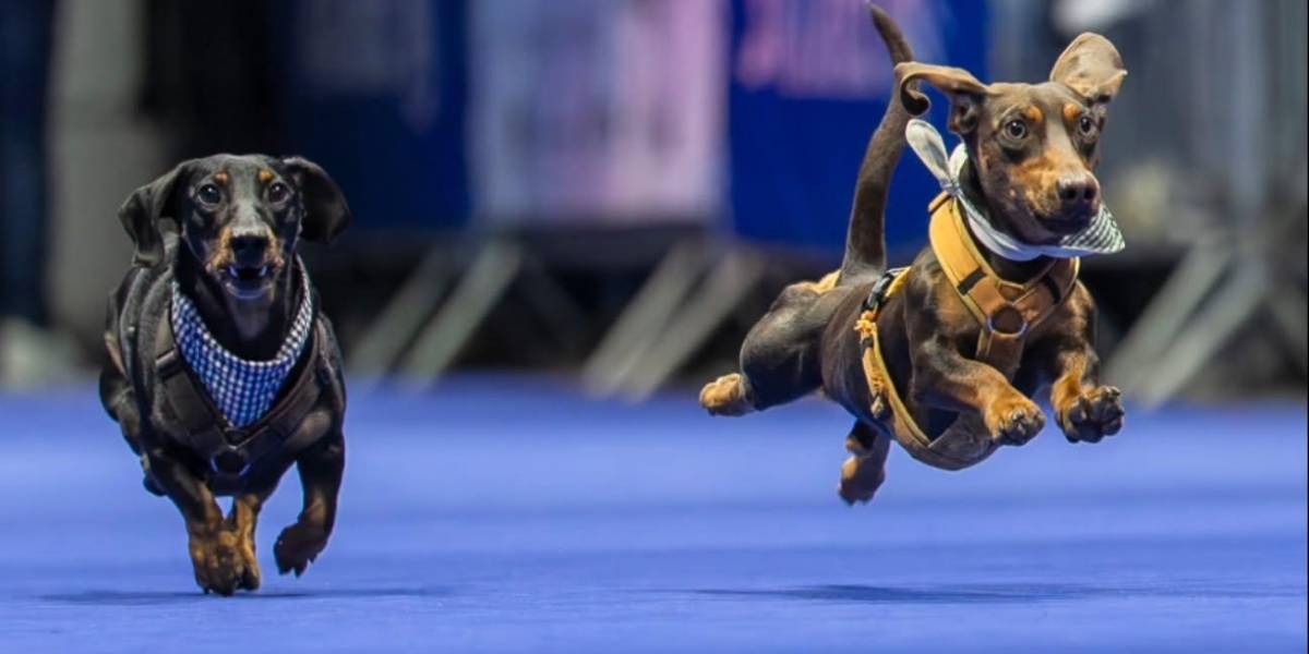 Más de 100 perros salchicha compiten en divertida carrera mundial de Múnich