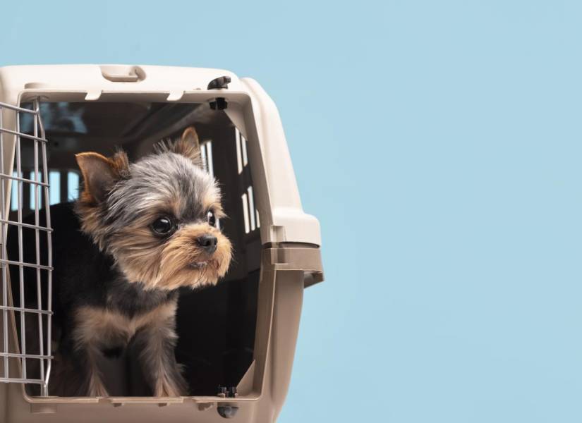 Imagen de un perro en una jaula para mascotas.