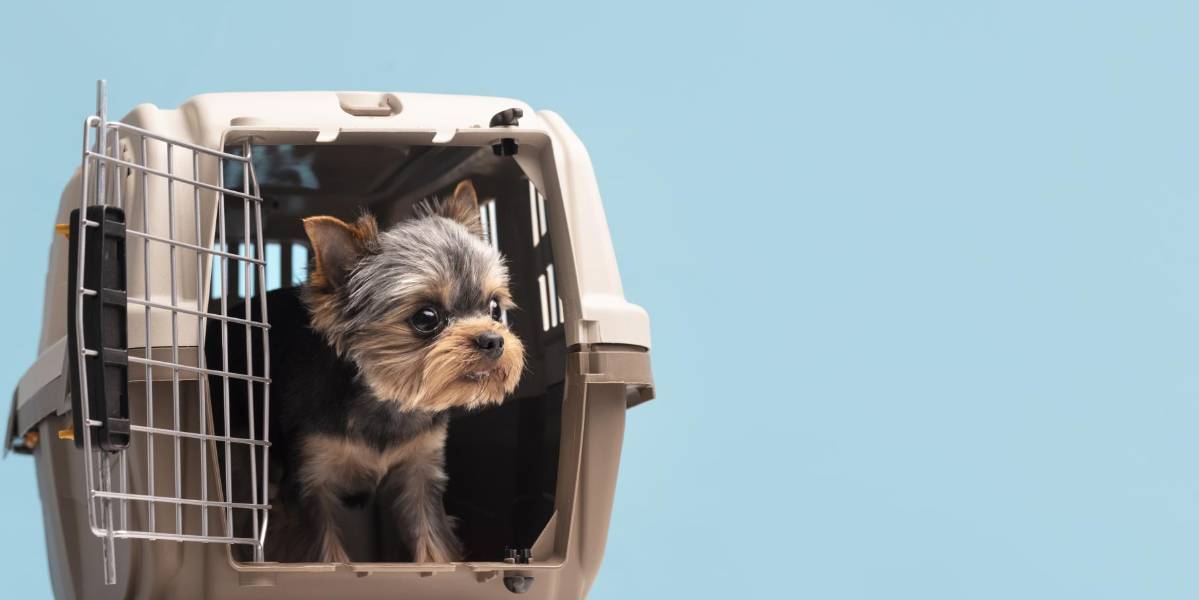 Nuevo requisito para viajar con mascotas al exterior entrará en vigor desde el 1 de enero en Ecuador