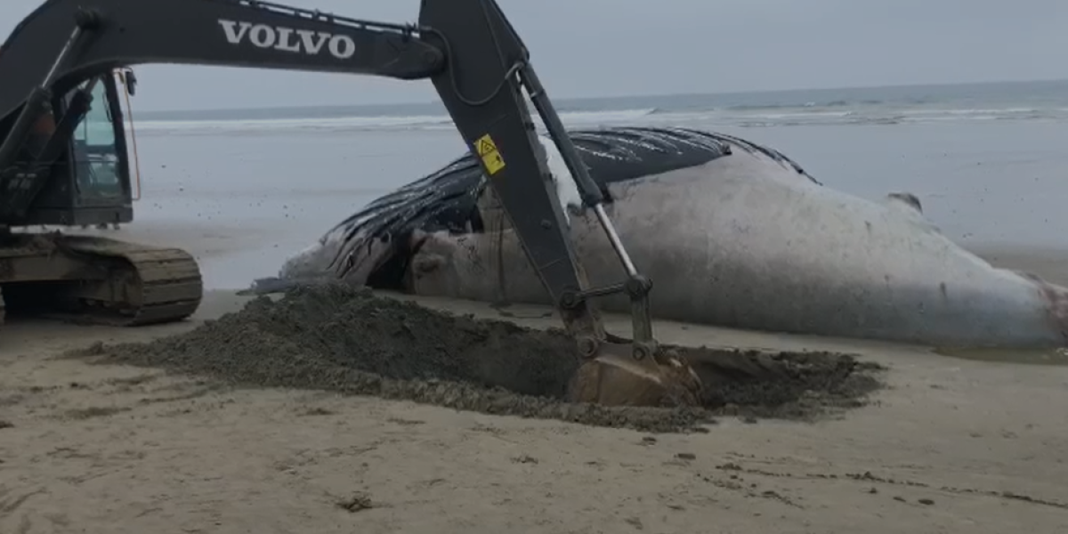 Hallan ballena jorobada muerta en Olón, provincia de Santa Elena