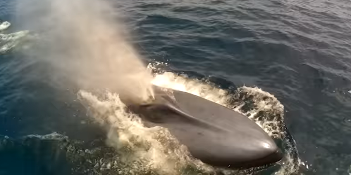 Científicos captan en video la inusual aparición de una ballena azul en Manabí