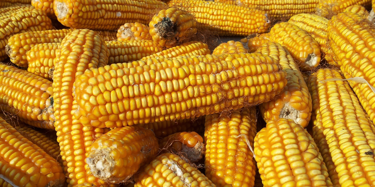 El precio mínimo de maíz amarillo duro se fijó en USD 17,35 por quintal para 2025