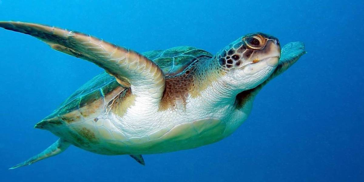 Nueve personas mueren luego de comer carne de tortuga marina
