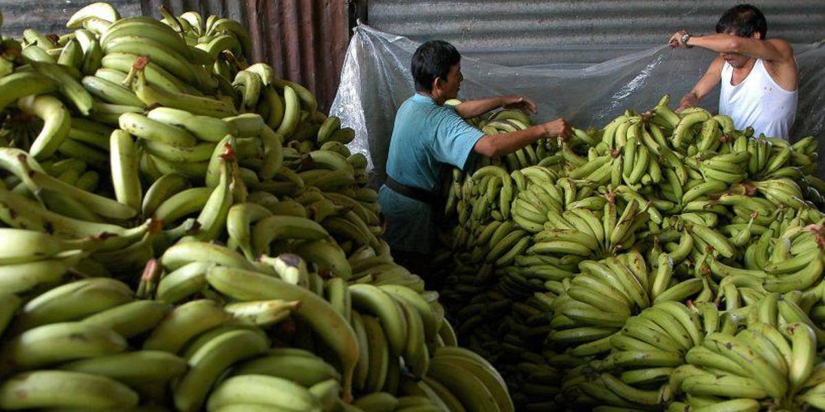 Ecuador enfrenta su primer brote de Fusarium Raza 4, un hongo mortal para el banano