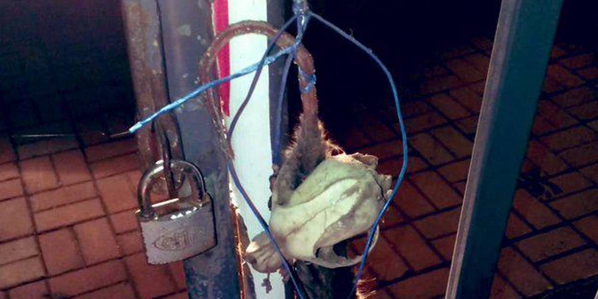 ¿Brujería en el fútbol ecuatoriano?, esto pasó en el complejo del Técnico Universitario