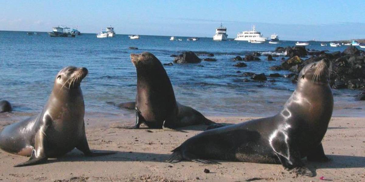 Galápagos | La Dirección del Parque Nacional Galápagos investiga maltrato a lobo marino