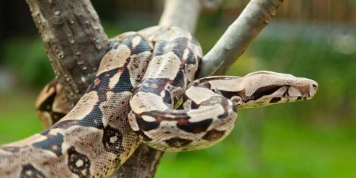 Quito: mujer es sentenciada a un año de prisión por transportar una serpiente