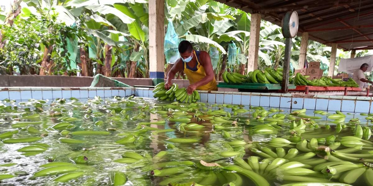 EE.UU. destina USD 4,7 millones para mejorar las condiciones laborales en cultivos de banano y rosas
