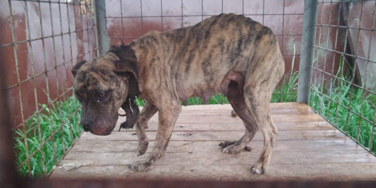 Quito: una mujer tendrá que pagar USD 6 685 en multas por maltrato animal