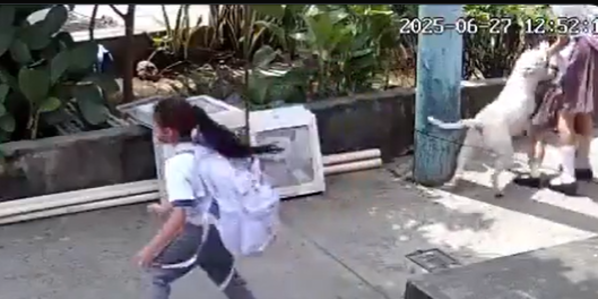 Un perro atacó a una niña de cuatro años en Guayaquil; el Municipio investiga el incidente