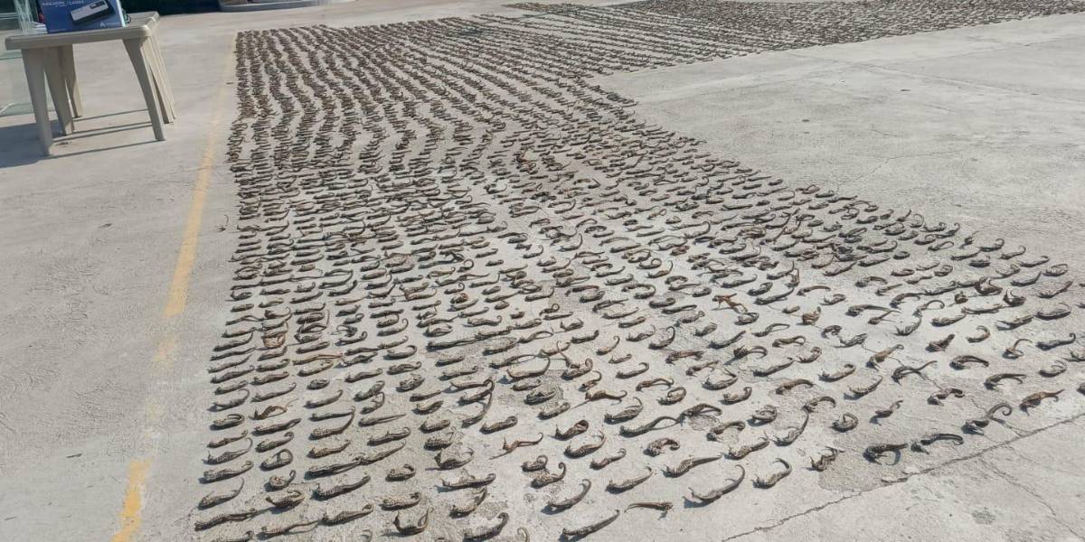6 300 caballitos de mar disecados fueron hallados en poder de dos personas en Huaquillas