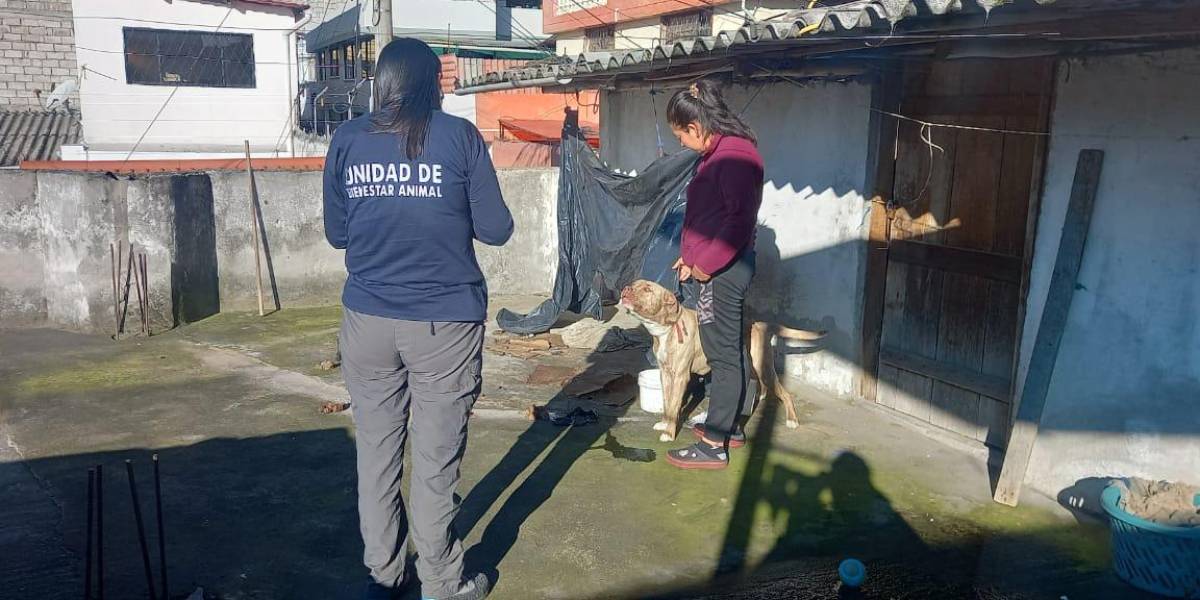 Quito: una perrita tipo pitbull, que vivía en condiciones precarias, fue rescatada