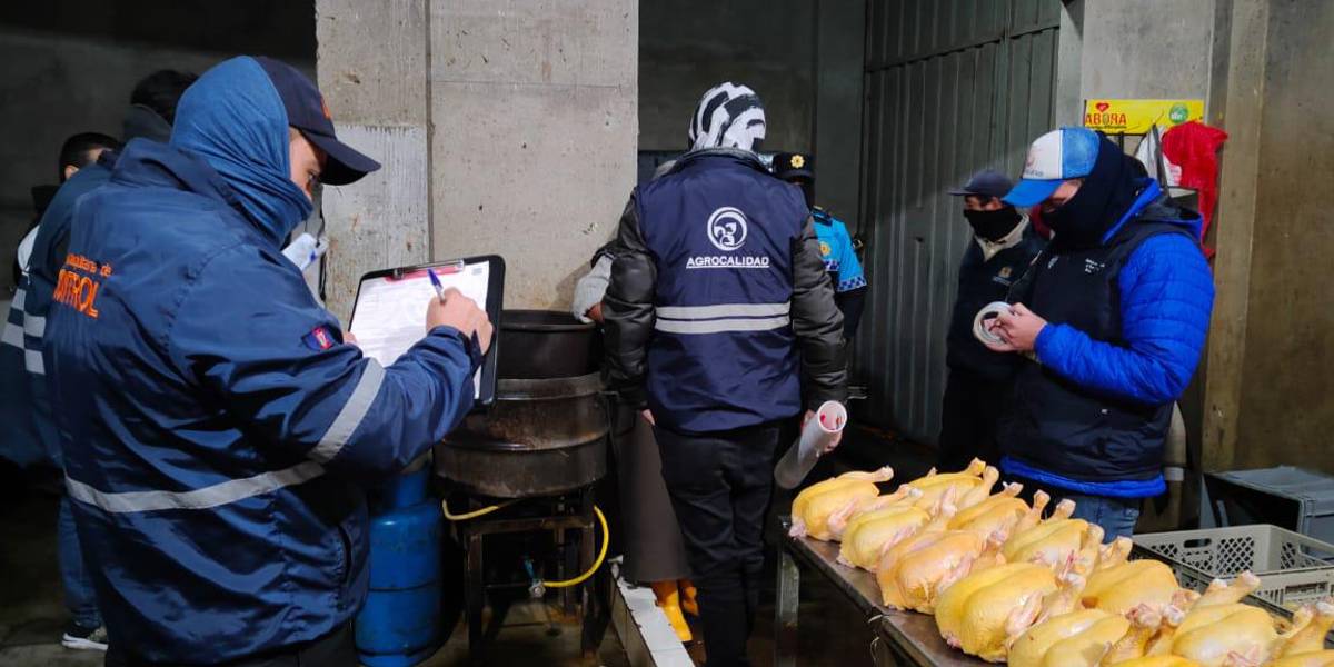Quito: en un local de Chillogallo se inyectaba a los pollos para que aumenten su peso