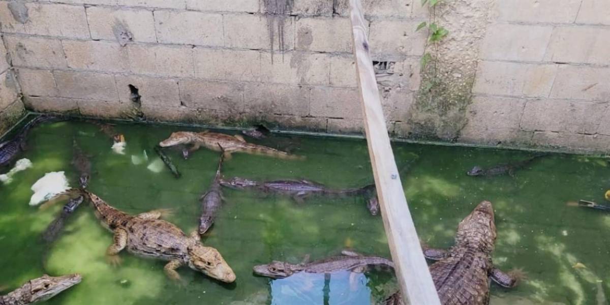 Incautan armas y 19 caimanes vinculados al narcotráfico en Puerto Rico
