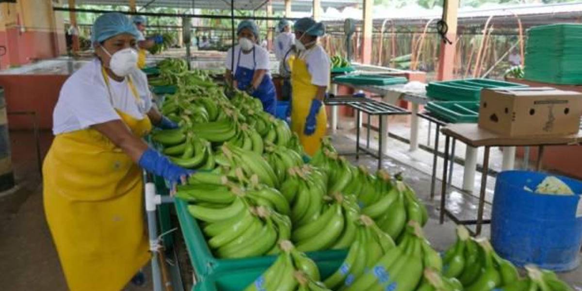 Invasión rusa en Ucrania comienza a afectar a exportadores ecuatorianos