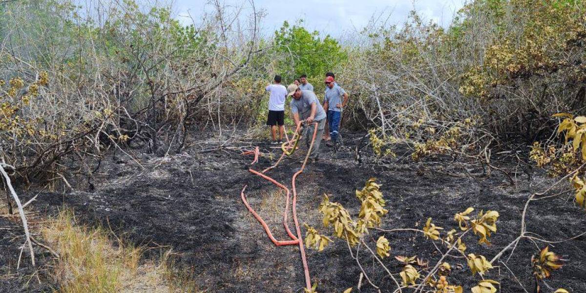Un incendio afectó a media hectárea de bosque de manglar en Galápagos
