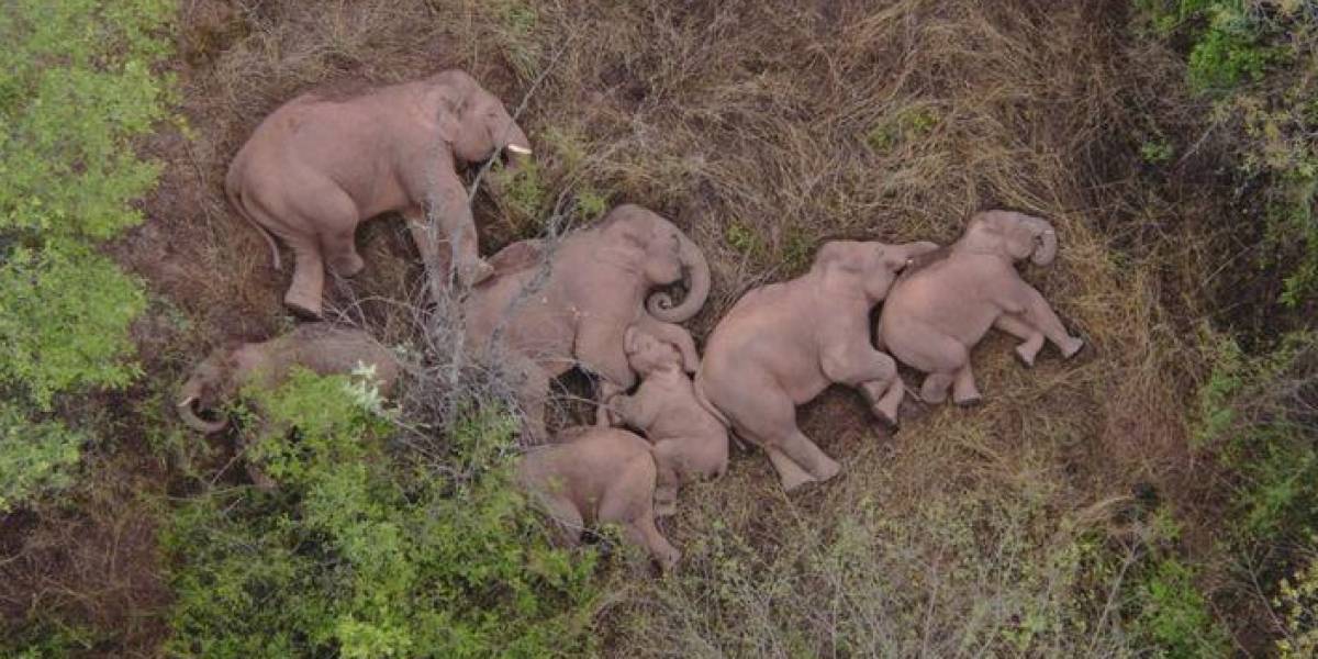 La extraordinaria imagen del descanso de una manada de elefantes