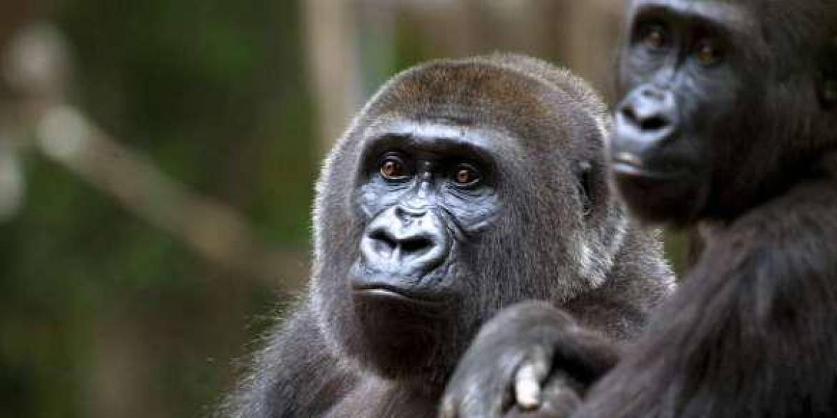 Detectan COVID-19 en gorilas del zoológico de Atlanta, EE.UU.
