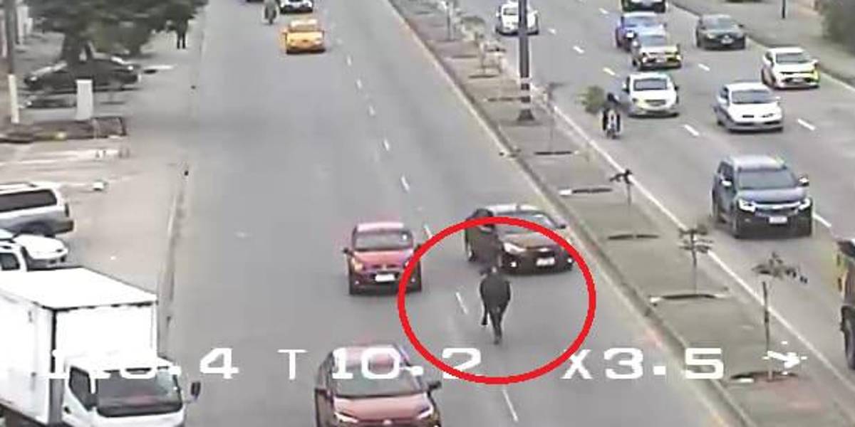 Guayaquil: toro suelto en la avenida Narcisa de Jesús alarma a conductores y residentes