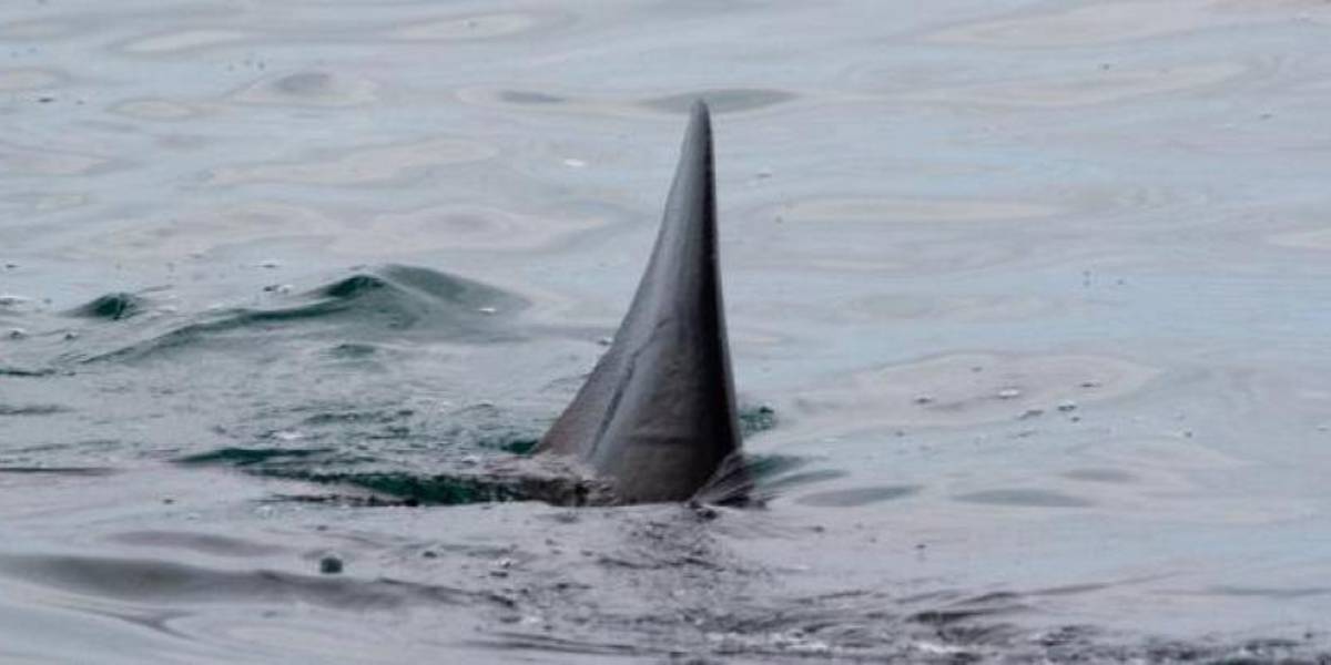 Este es el animal más longevo del mundo tras alcanzar los 500 años