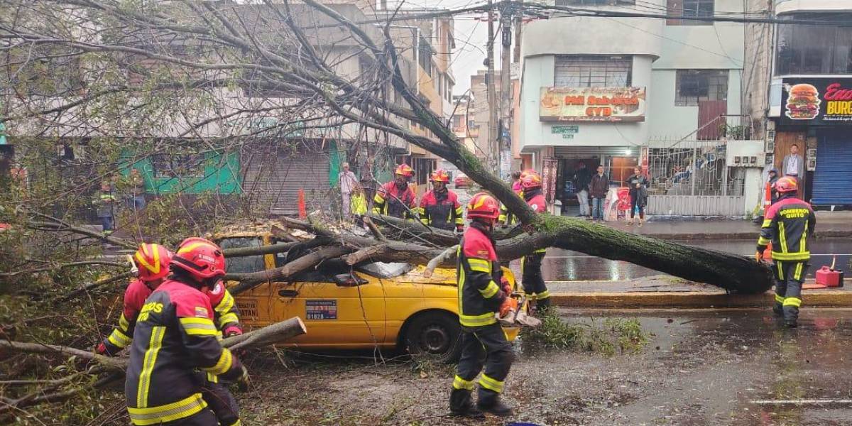 Quito: un árbol aplastó a un taxi en Carapungo