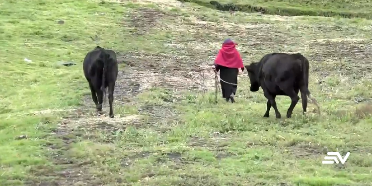 Migración de zonas rurales de Chimborazo provoca el abandono de la agricultura