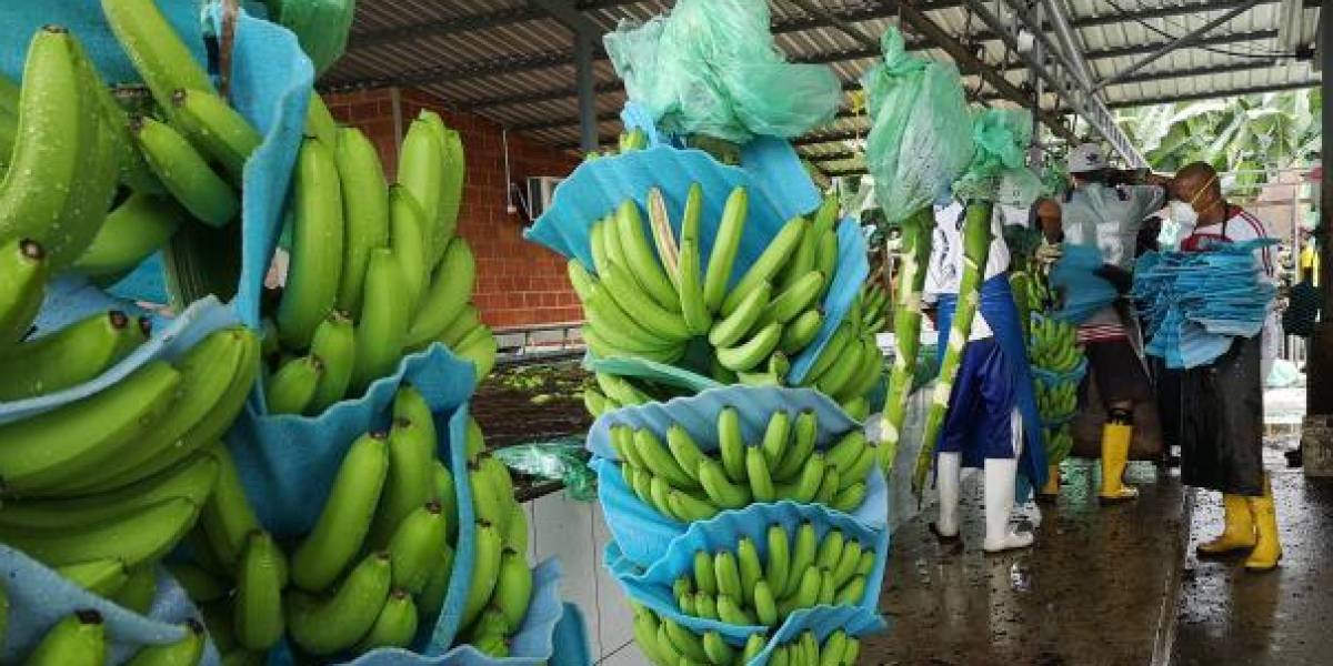 Productores de banano anuncian movilización para el 13 de junio
