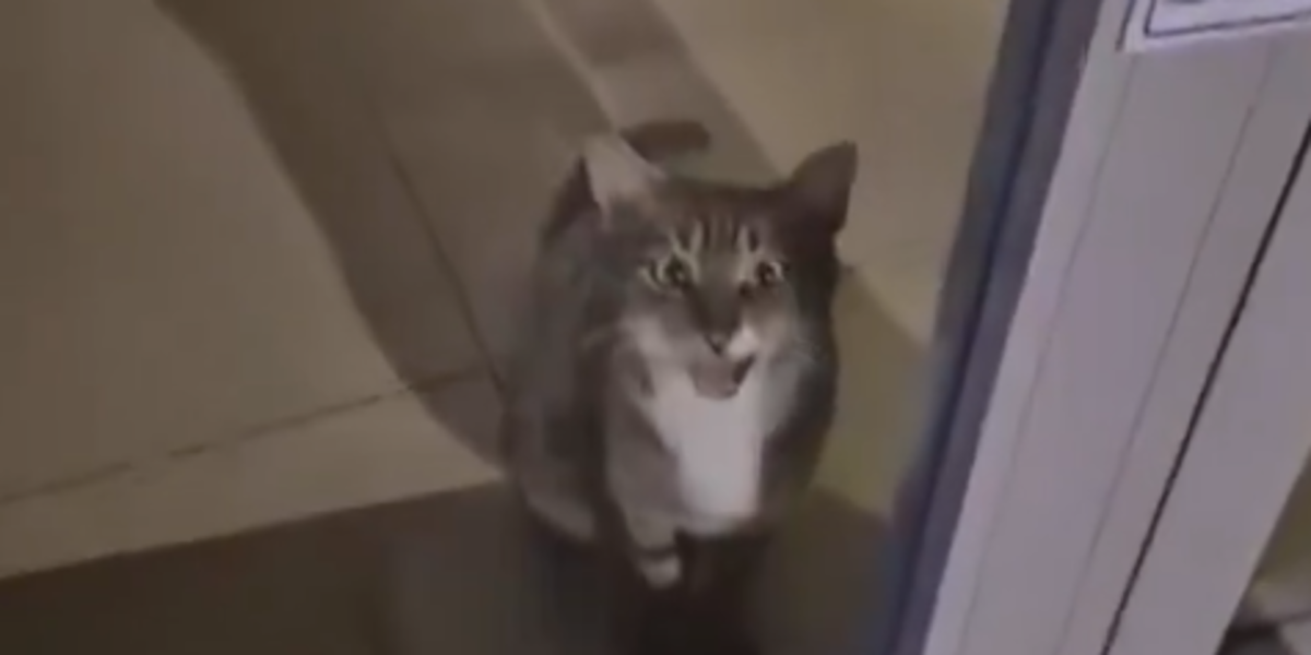 Un gato activa la alarma de un banco y desata un operativo policial en Turquía