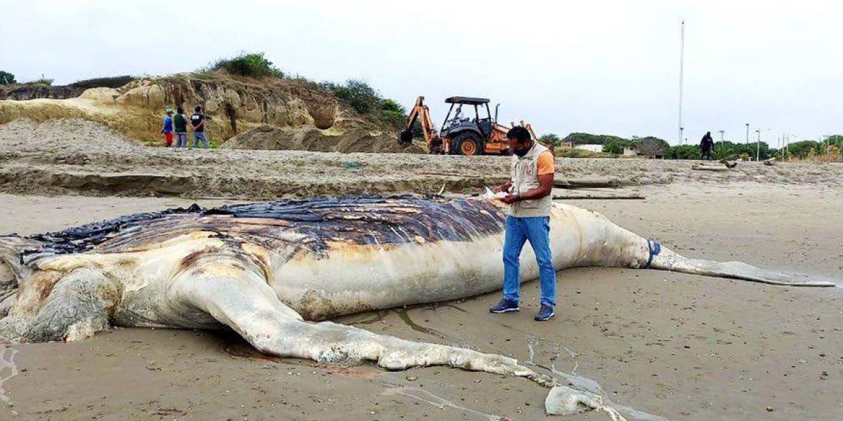 Entierran a ballena jorobada que se varó en Playa Varadero, Guayaquil