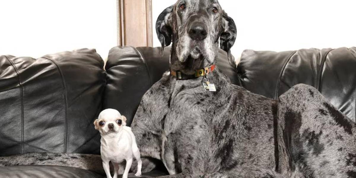 Reggie y Pearl: el perro más alto y la más pequeña del mundo se conocen