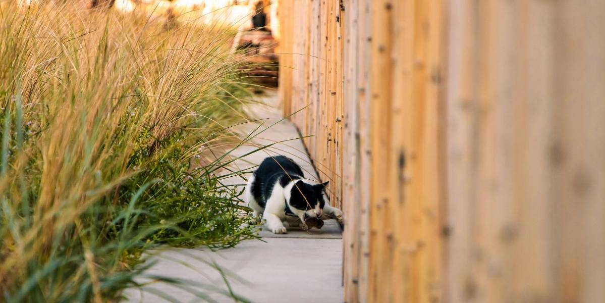Una mujer metió un gato callejero a su casa para poder atrapar a un ratón