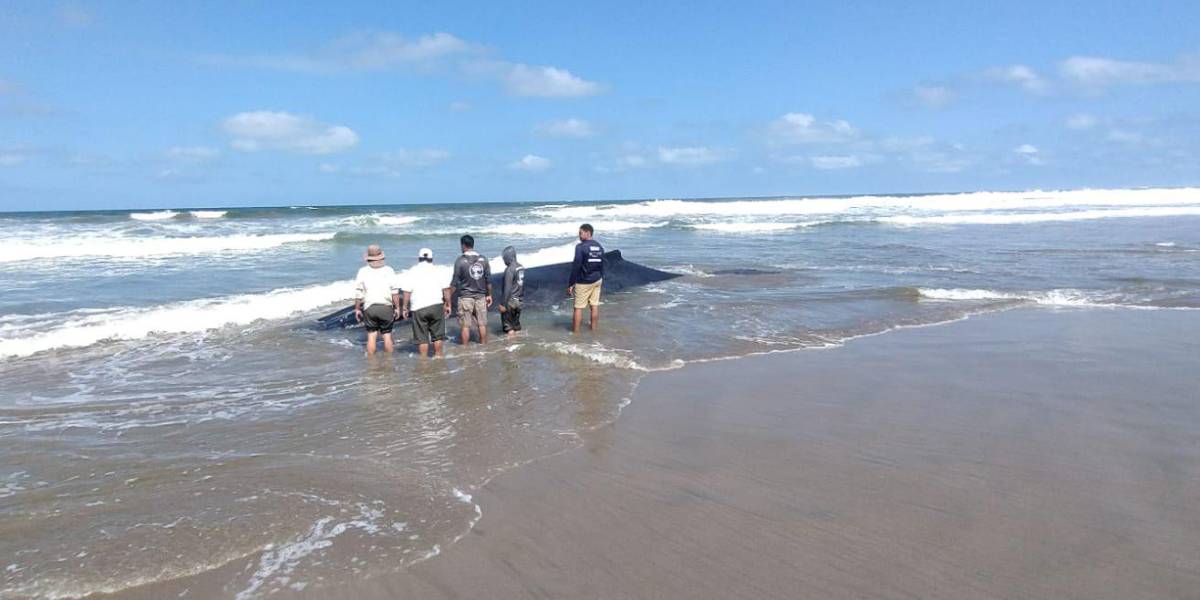 Dos ballenas murieron tras quedar varadas en Playas, Guayas