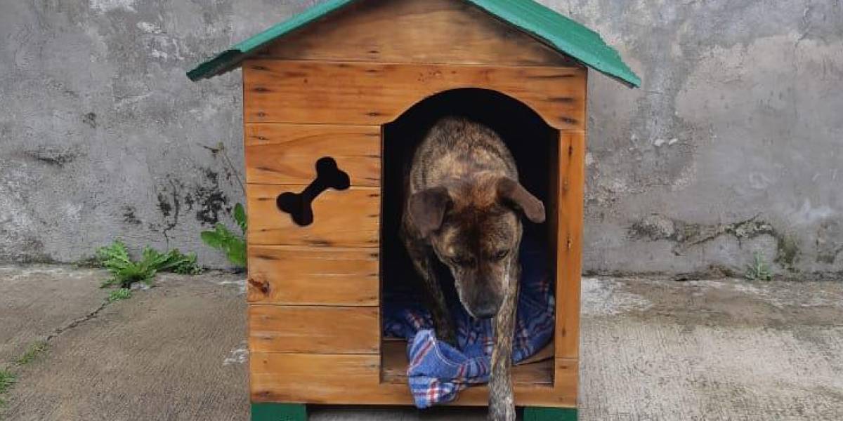 Quito: la historia de Manchas, el perro comunitario al que le robaron la casa y fue devuelta