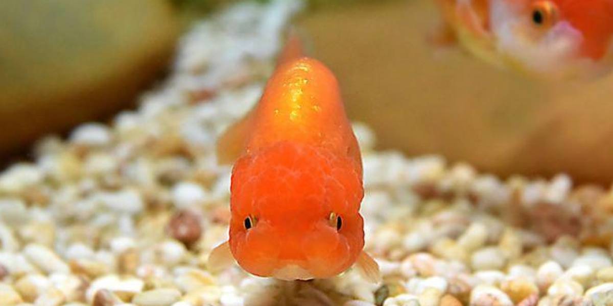 Los populares peces dorados se están convirtiendo en monstruos en lagos y ríos de todo el mundo