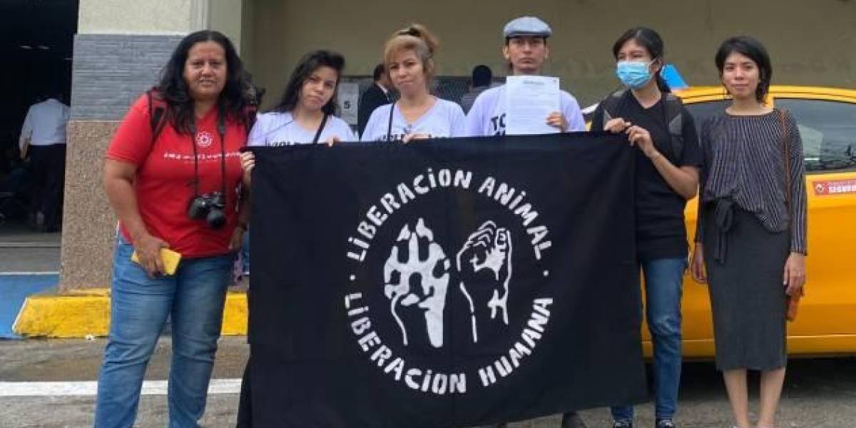 Derechos animales en Ecuador: Habeas corpus para especies silvestres, exóticas y de consumo