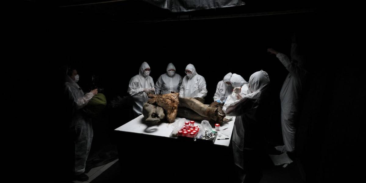 Científicos realizan una necropsia a Yana, una cría de mamut de 130 000 años de antigüedad