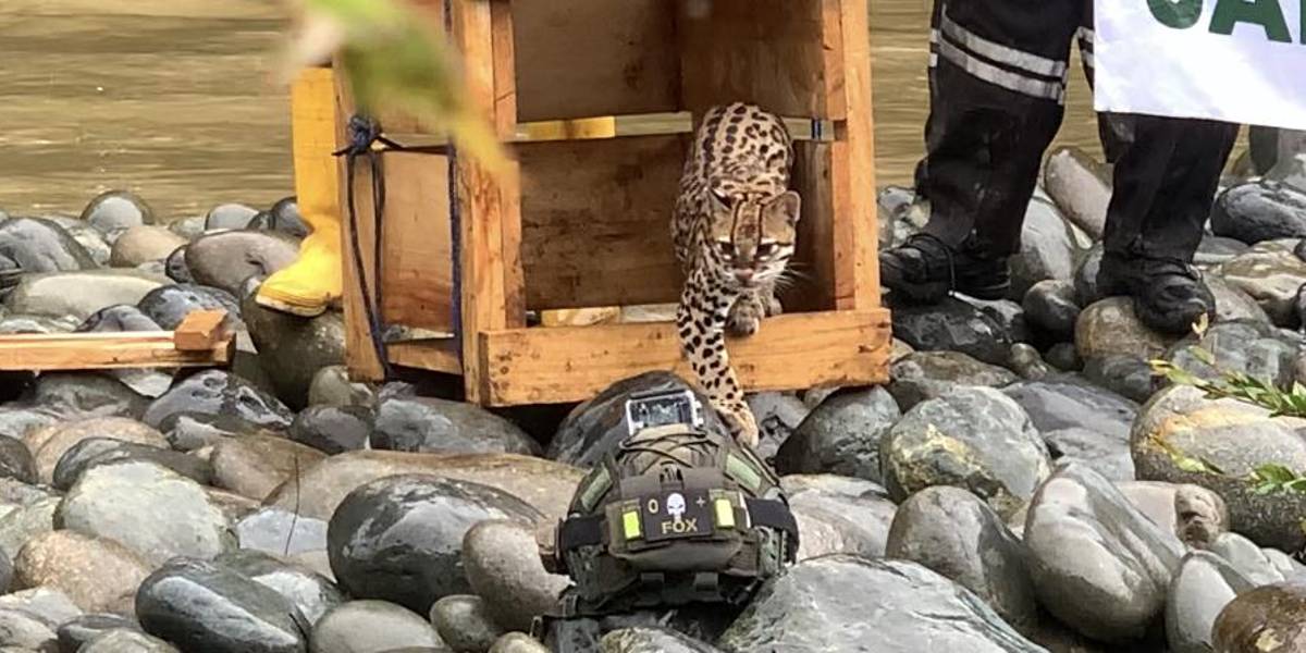 Seis tigrillos fueron liberados en la Reserva Cotacachi Cayapas, en la provincia de Esmeraldas