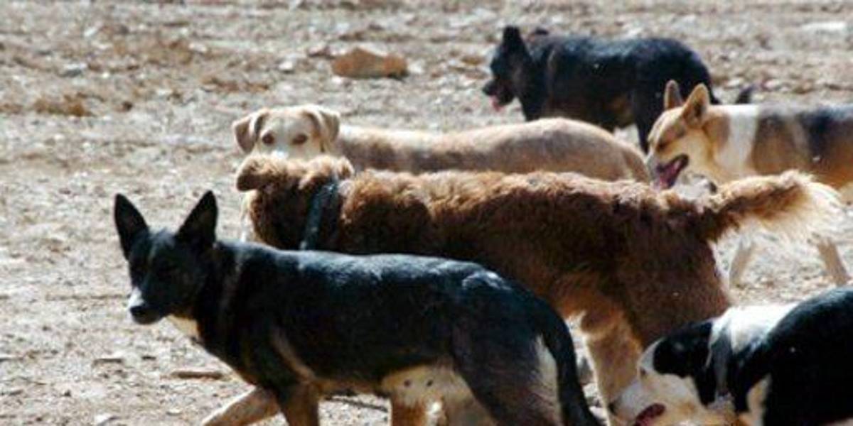 Detectan perros ferales contagiados con covid-19 en la Amazonía, según estudio