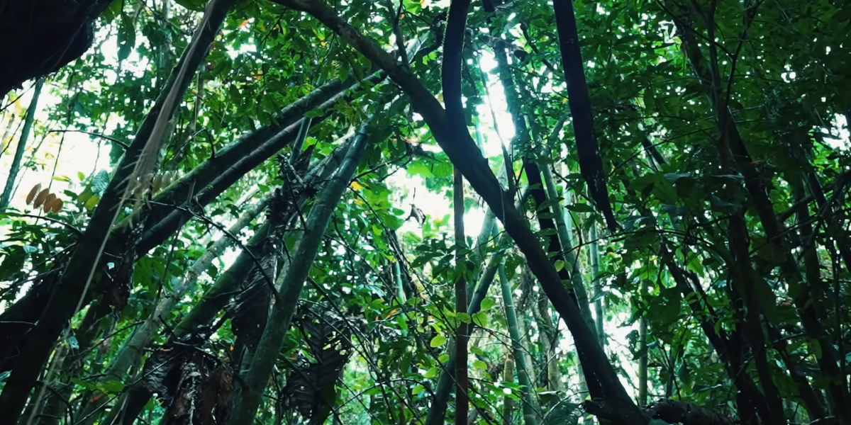 La reserva de la biósfera del Yasuní recibirá una subvención USD 1 millón anual, por 50 años, para su conservación