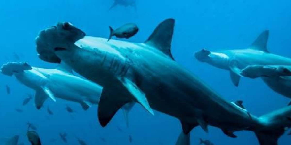 ¿Qué tipo de tiburón habría mordido a la turista en Galápagos y por qué se trataría de una confusión?