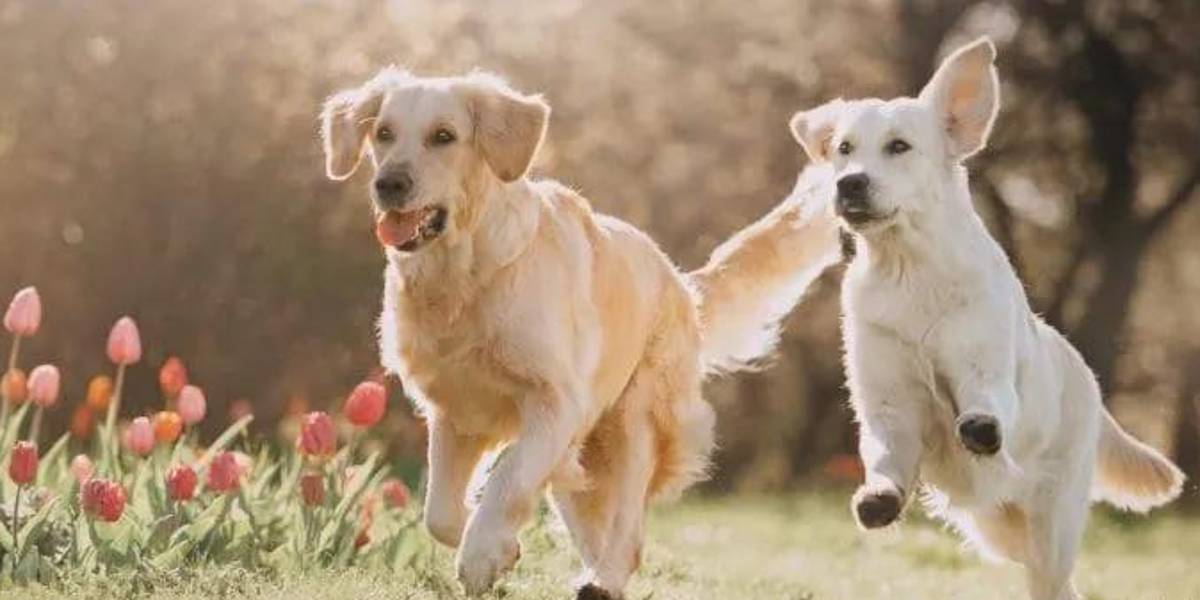 Se viraliza tierno momento entre dos perritos enamorados en una ventana