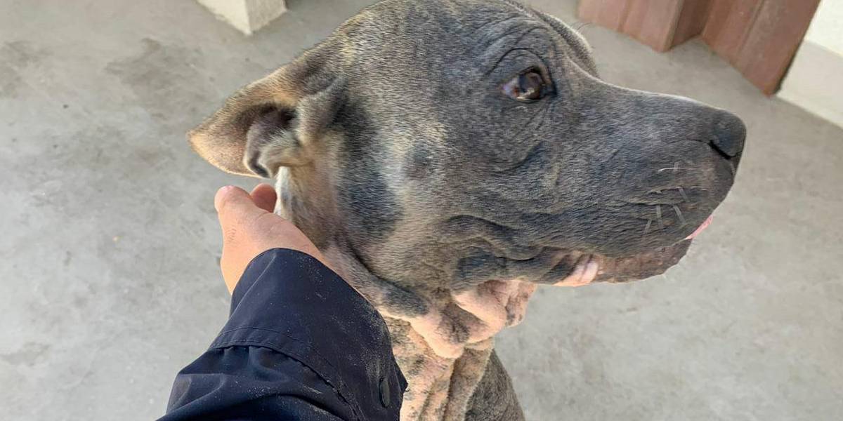 Quito: Galia, la perrita con un tumor que vivía en condiciones insalubres